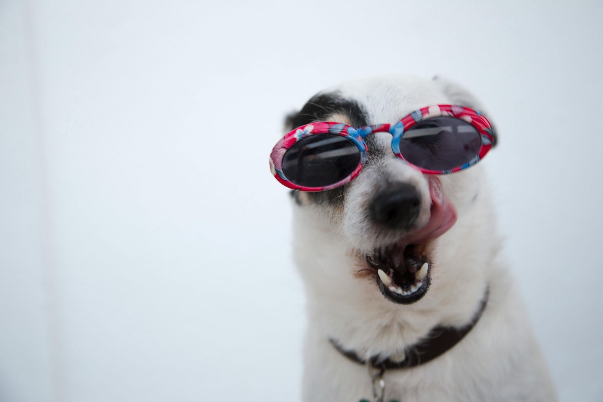 Dog with sunglasses, licking its lips against a white backdrop.
