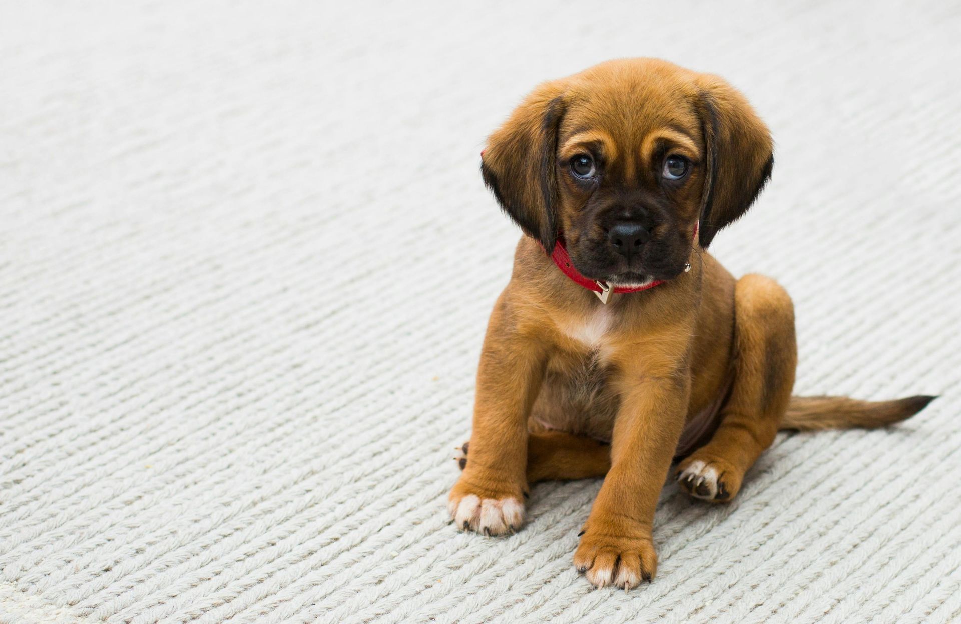 Brown puppy with a red collar sitting on a white carpet, looking at the viewer.