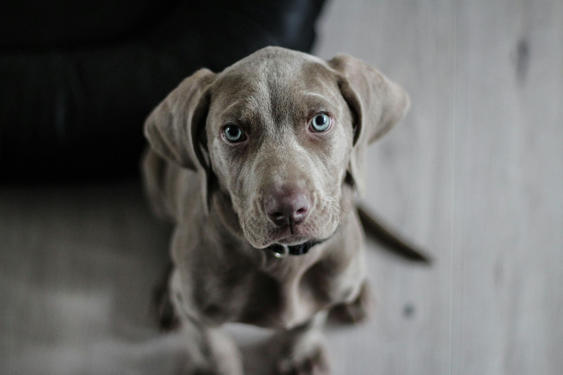 A silver Weimaraner puppy looks up, light eyes, on a wooden floor.
