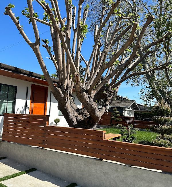A large tree is behind a wooden fence in front of a house