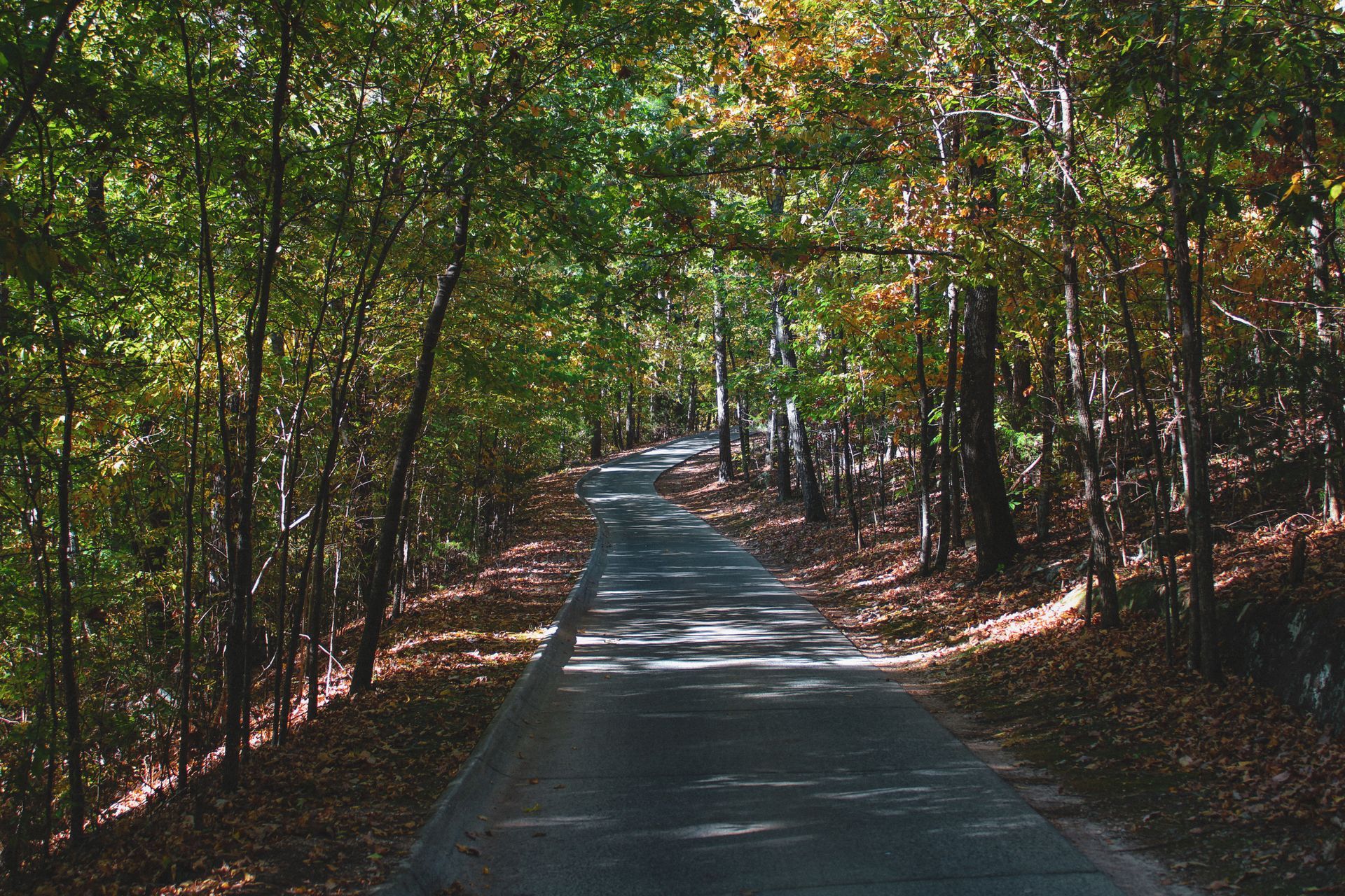 A road going through a forest with trees on both sides