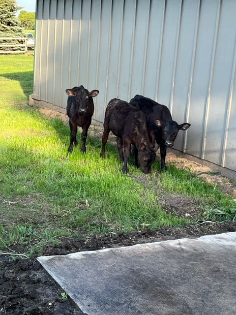 baby cows