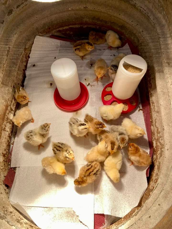 baby chicks