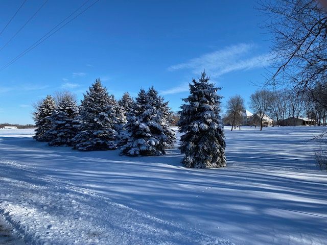 snowy trees