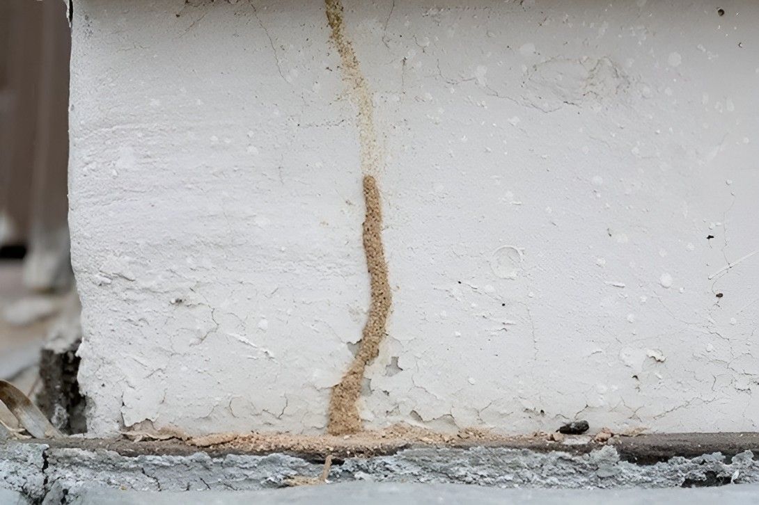 A Termite Tunnel Is Coming Out Of A Concrete Wall — Tropical Pest Control In Mackay, QLD