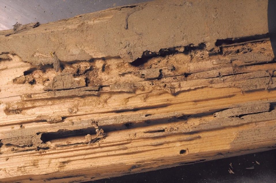 A Close Up Of A Piece Of Wood That Has Been Eaten By Termites — Tropical Pest Control In Mackay, QLD