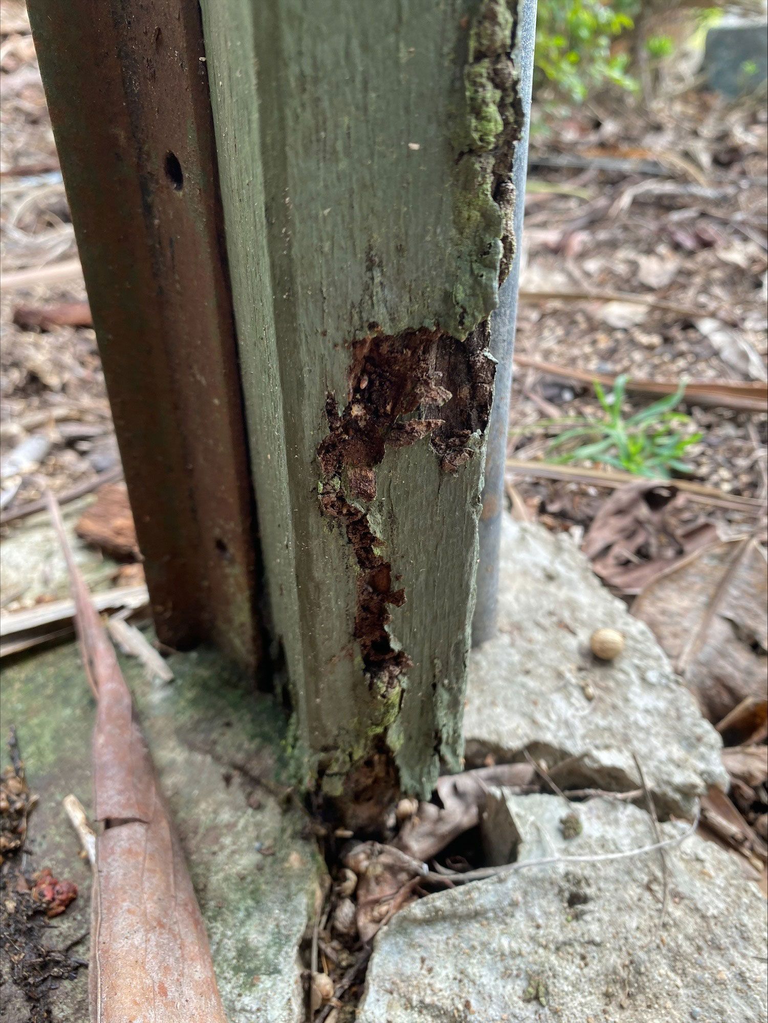 Wood Infested By Termites
