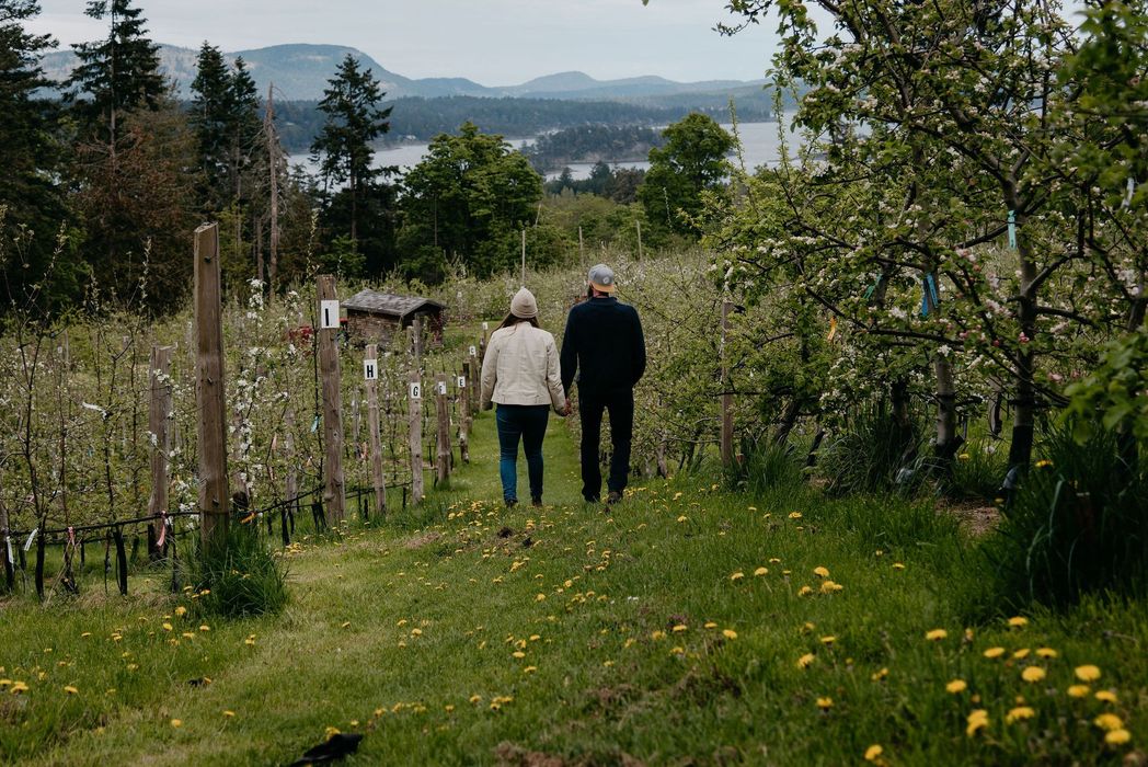 Salt Spring Ciderworks - orchard