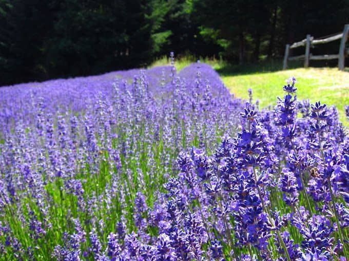 Sacred Mountain Lavender Field 1