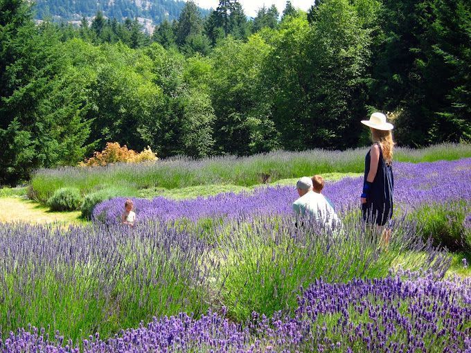 Sacred Mountain Lavender people in field