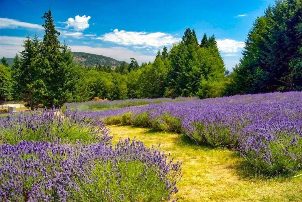 Sacred Mountain Lavender Field 2
