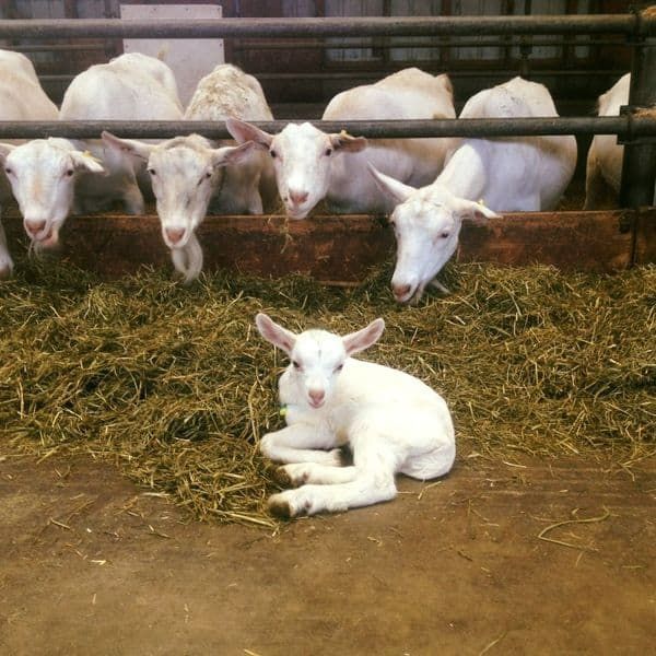 Baby goats!