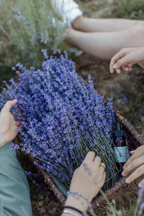 Sacred Mountain Lavender Bundle