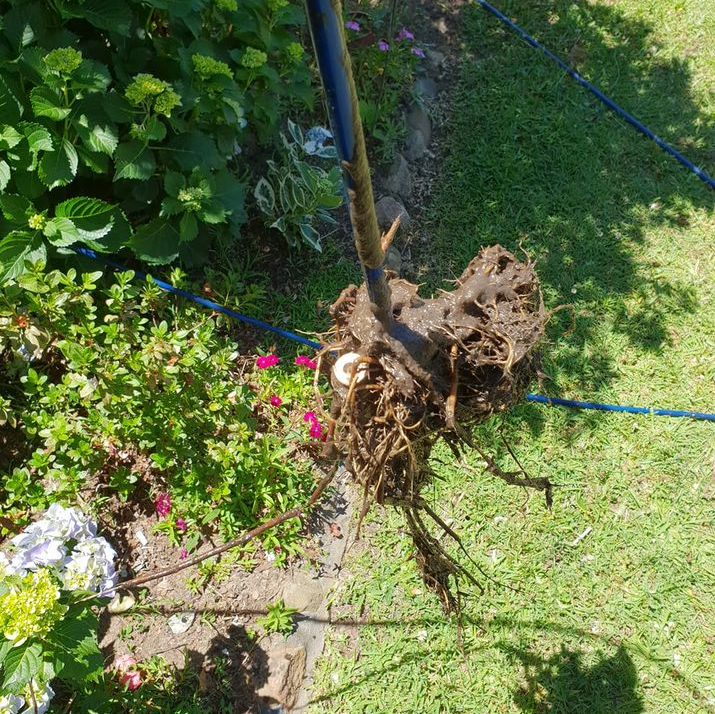 Tree Roots Covered In Pipe Mud — Plumbers in Forster, NSW