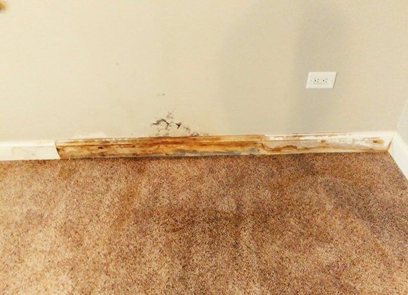 Molded Carpet — Hopkinsville, KY — Impire Services