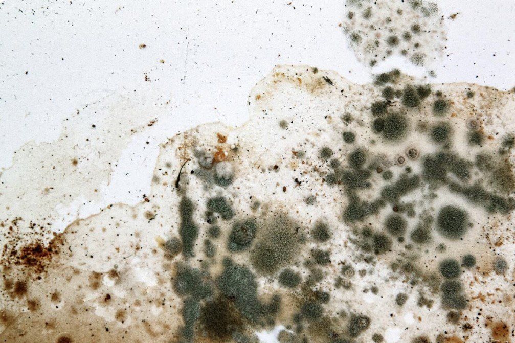 Mold Remediation  — Hopkinsville, KY — Impire Services