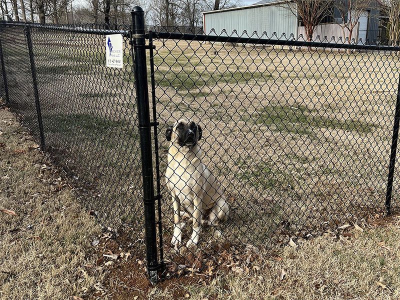 A pug dog is sitting in front of a chain link fence.