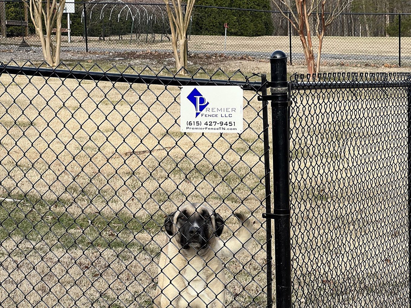 A dog is looking through a chain link fence.