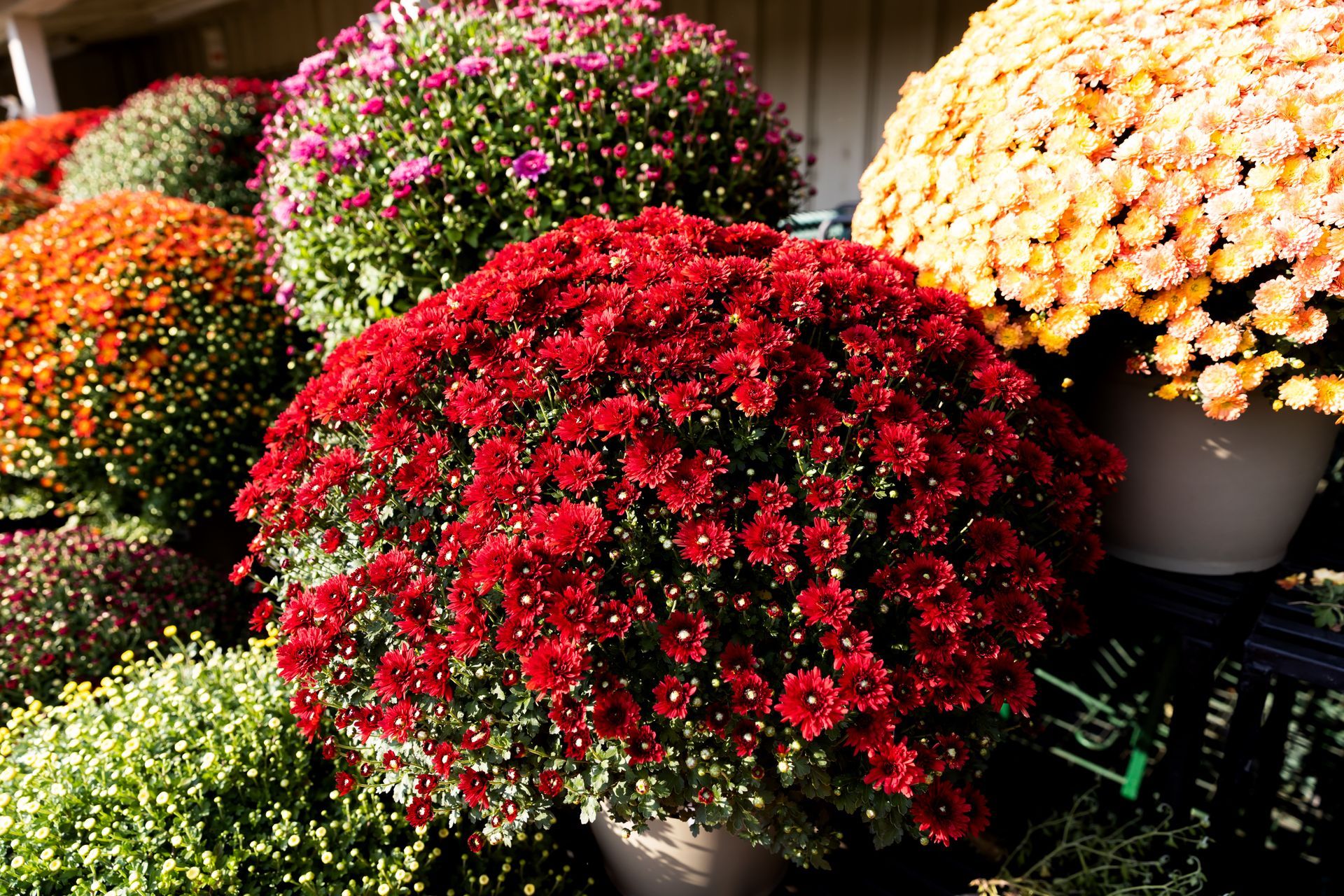 A bunch of potted flowers are sitting on a shelf.
