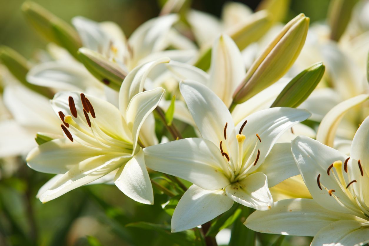 Lily flowers