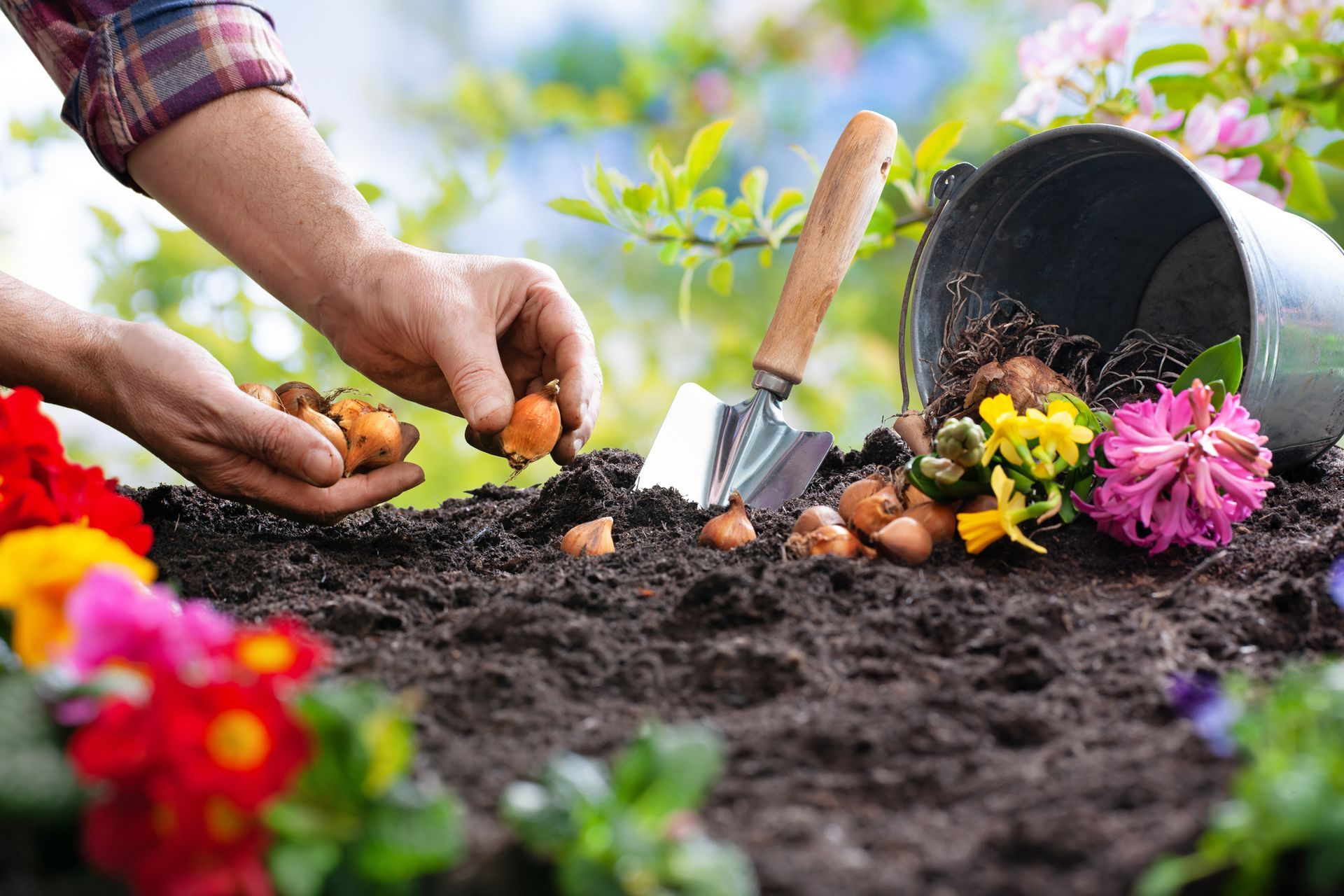 Planting tulip bulbs