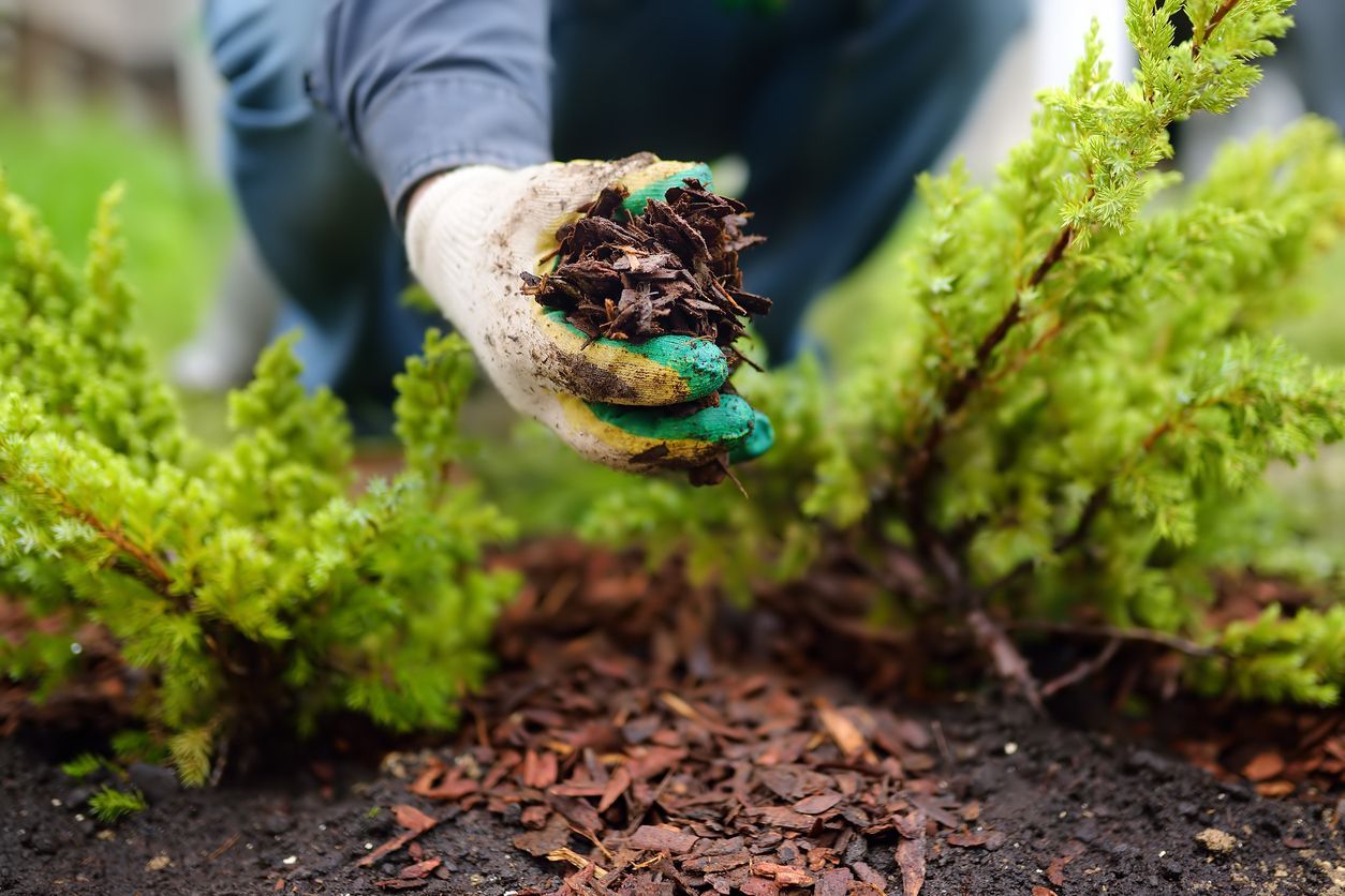 A gloved hand holding mulch, placing it on the garden bed.