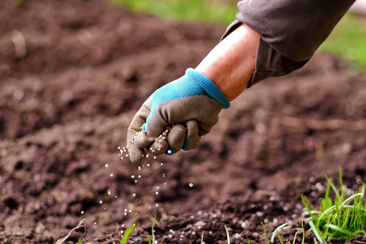 A gloved hand sprinkling fertilizer on dirt