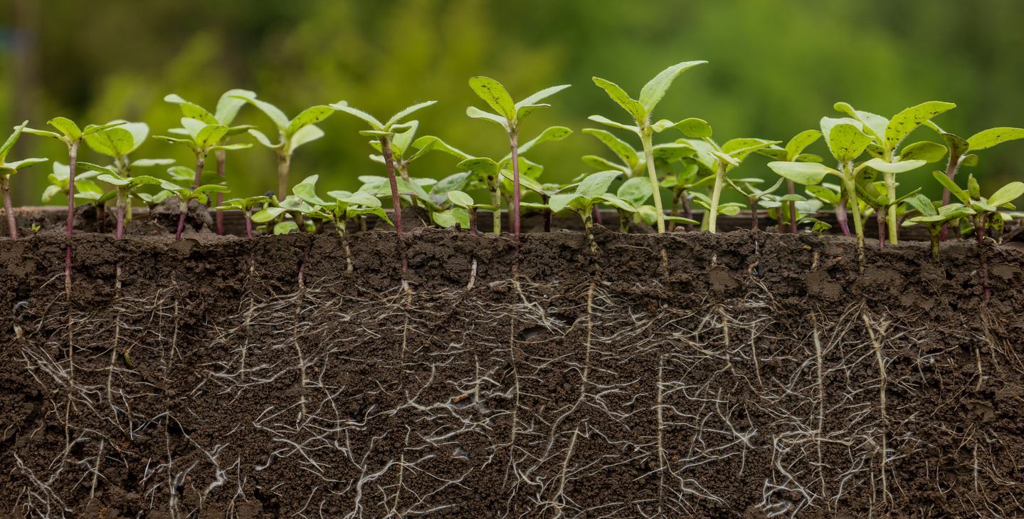 Plant sprouts with roots intact in the dirt