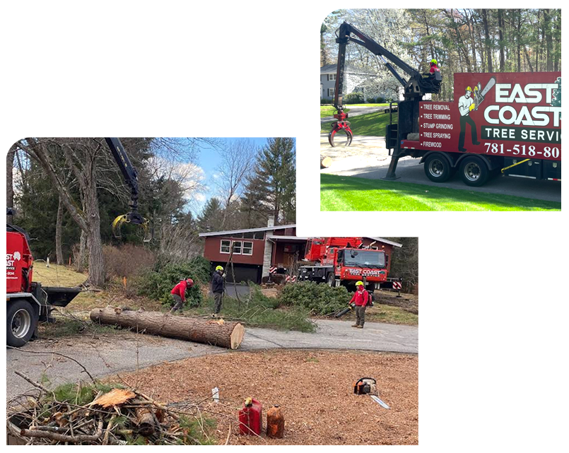 A collage of three pictures of a tree being cut down.