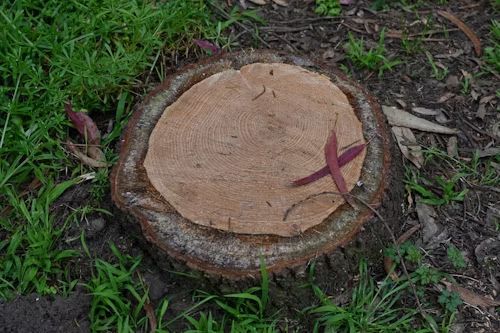 Tree stump with concentric rings, surrounded by grass and a few fallen leaves.