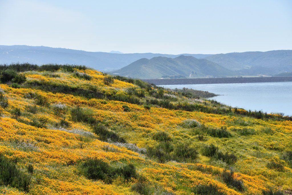 Spring Wild Flowers