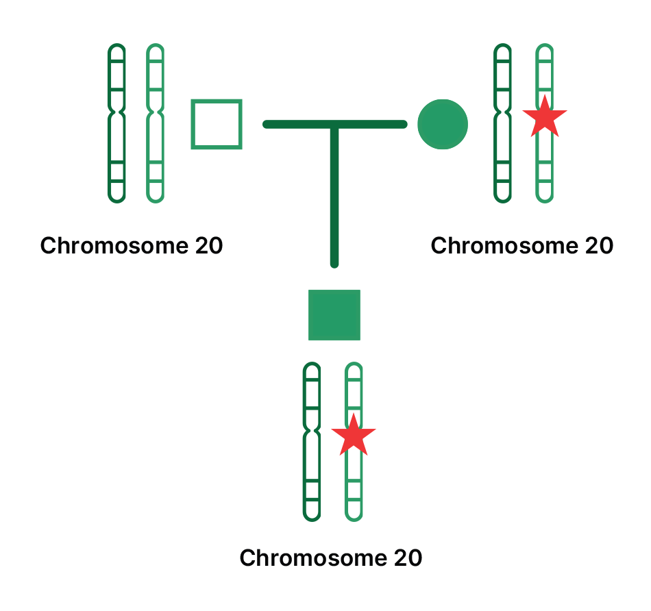 Family pedigree showing inheritance of a gene on chromosome 20. The mother is affected, the father is not, and the son is affected.