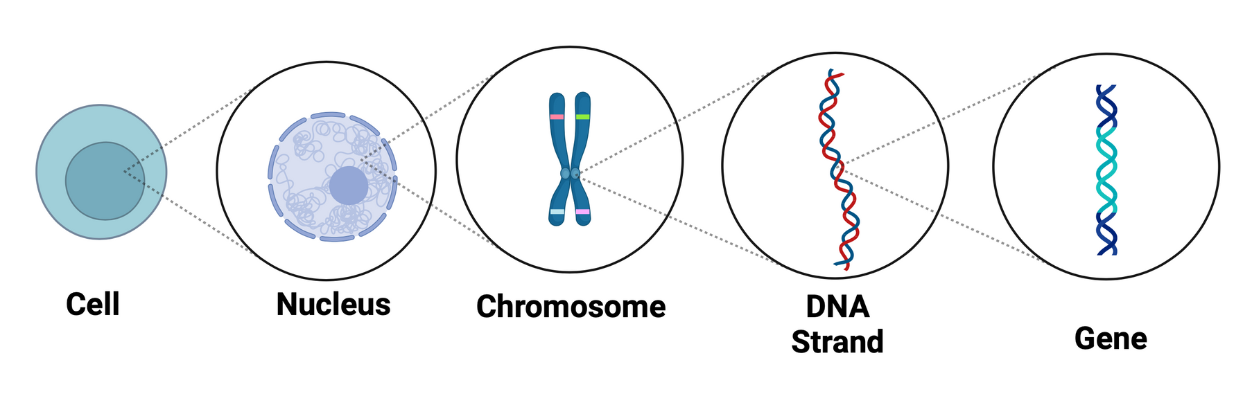 A diagram of a cell , nucleus , chromosome , dna strand and gene