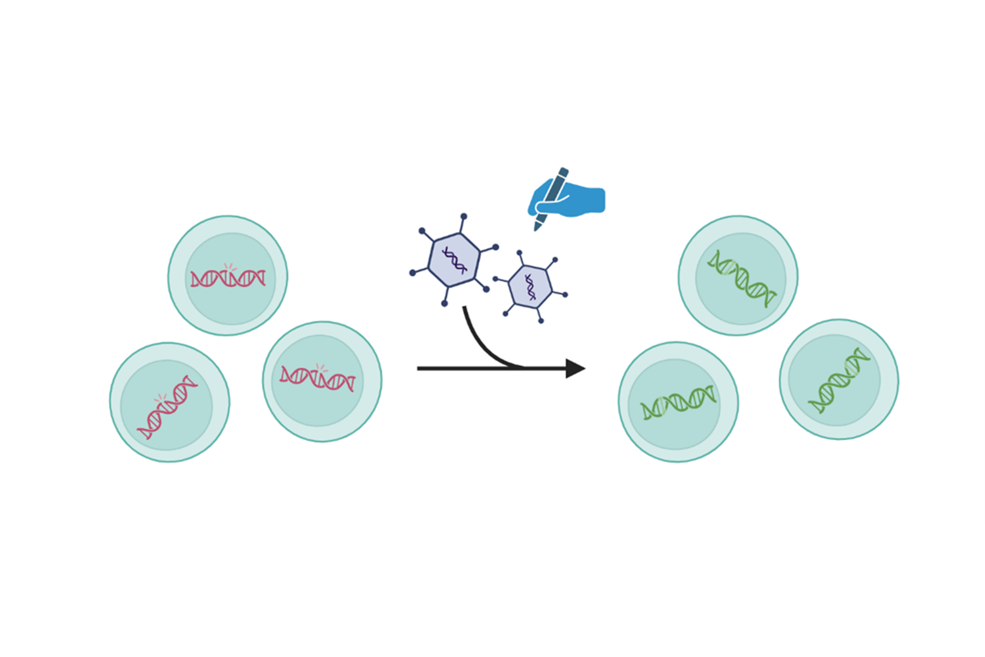 Cells with DNA are altered by a tool, changing the DNA strands from pink to green.