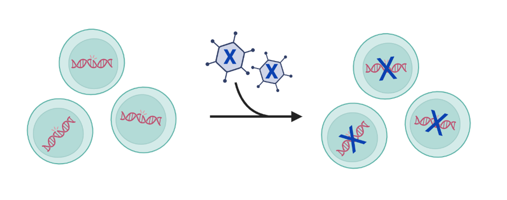 Illustration of viruses disabling DNA in cells.