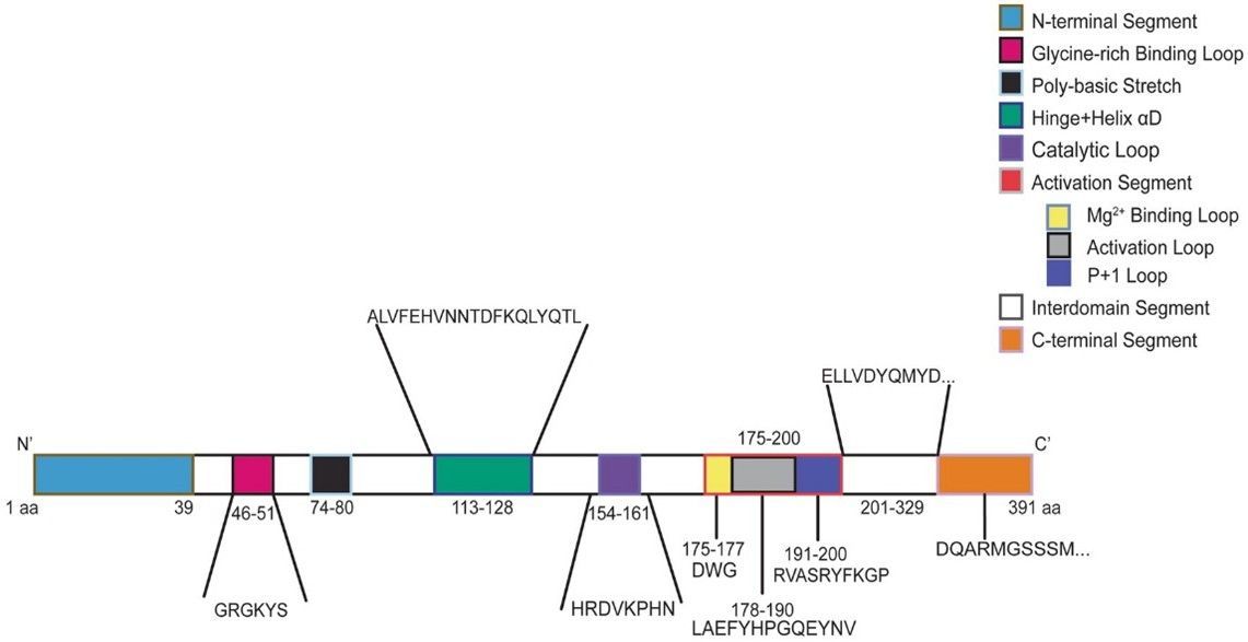 Diagram of protein domains with labeled regions and color-coding.