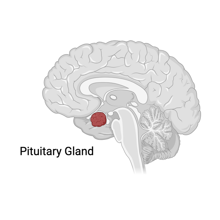 A diagram of a human brain with a red spot in the middle.