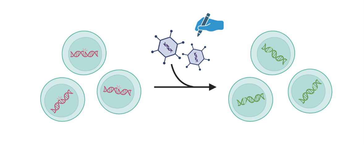 Diagram showing a gene being edited by viruses; the modified genes appear in the new cells.