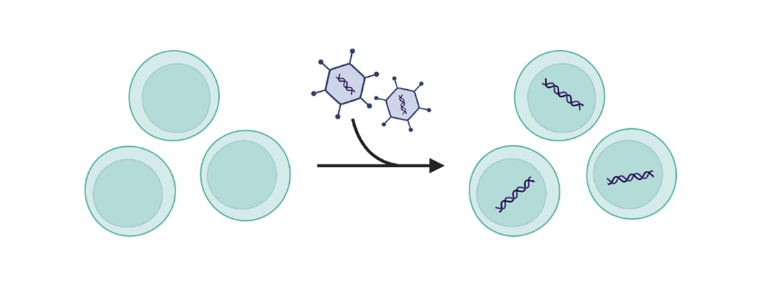 Viral infection process depicted: viruses enter cells and integrate DNA.