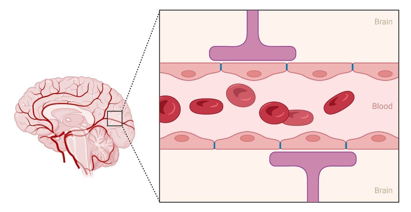 Brain with zoomed-in view of blood vessels and red blood cells flowing through them.