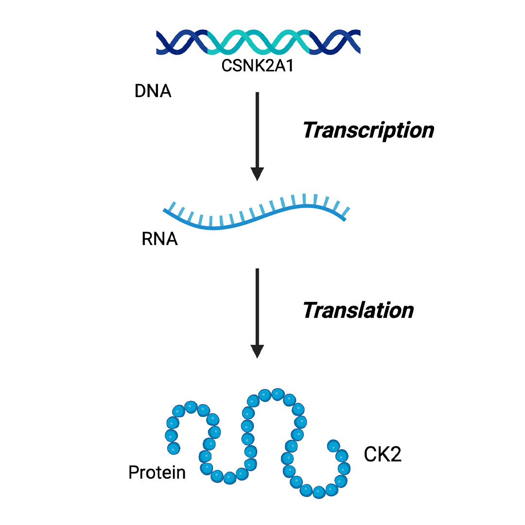 A diagram showing the process of transcription and translation.