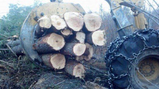 Pile Of Logs — Shelton, WA — Beko's Trees LLC & Wood Carving