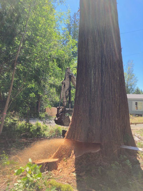 Tree Removal — Shelton, WA — Beko's Trees LLC & Wood Carving