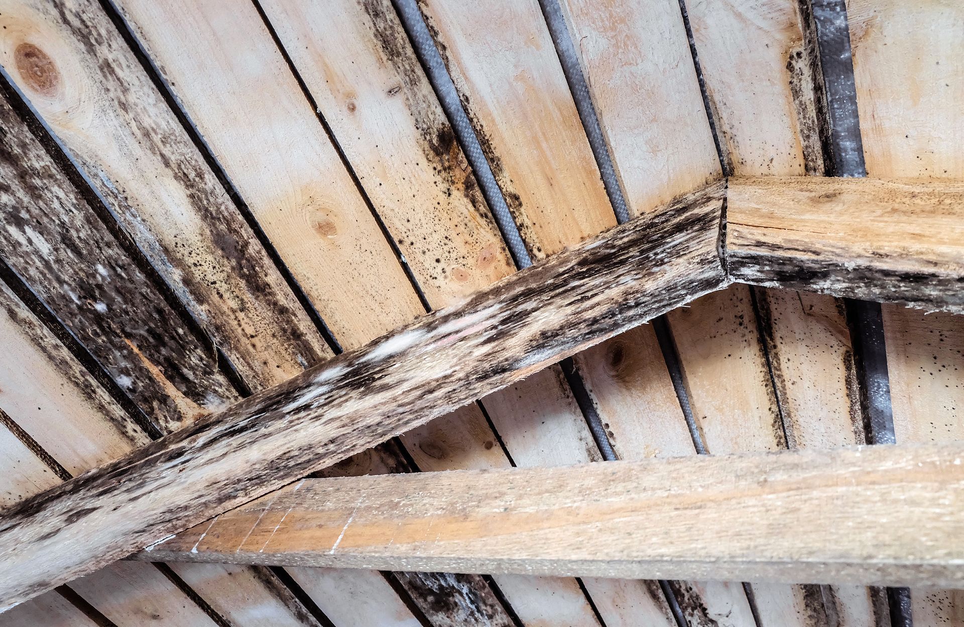 A close up of a wooden ceiling with mold growing on it.