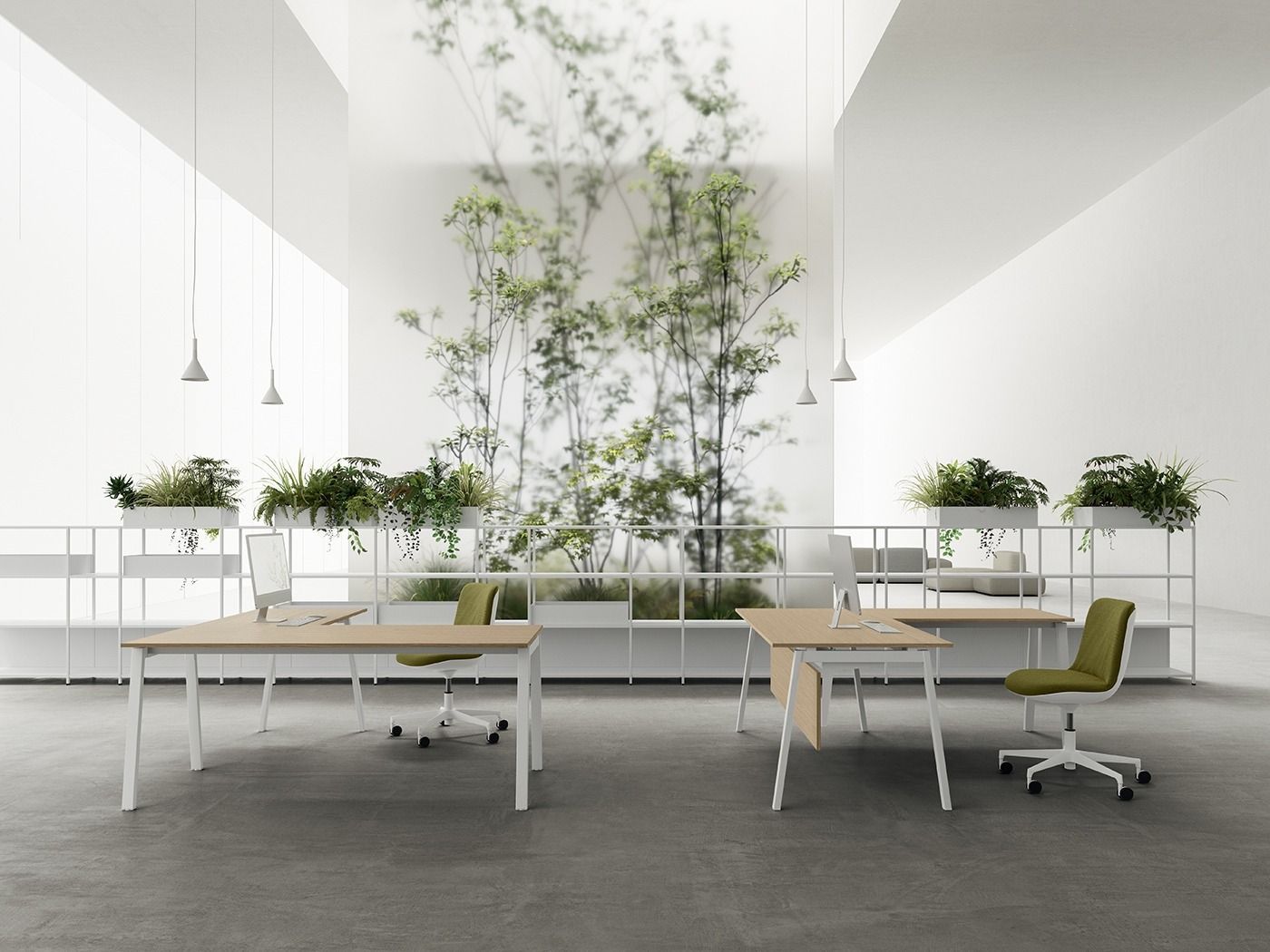 Ufficio minimalista con scrivanie bianche, sedie verdi e un alto albero da interno contro una parete bianca su un pavimento di cemento.