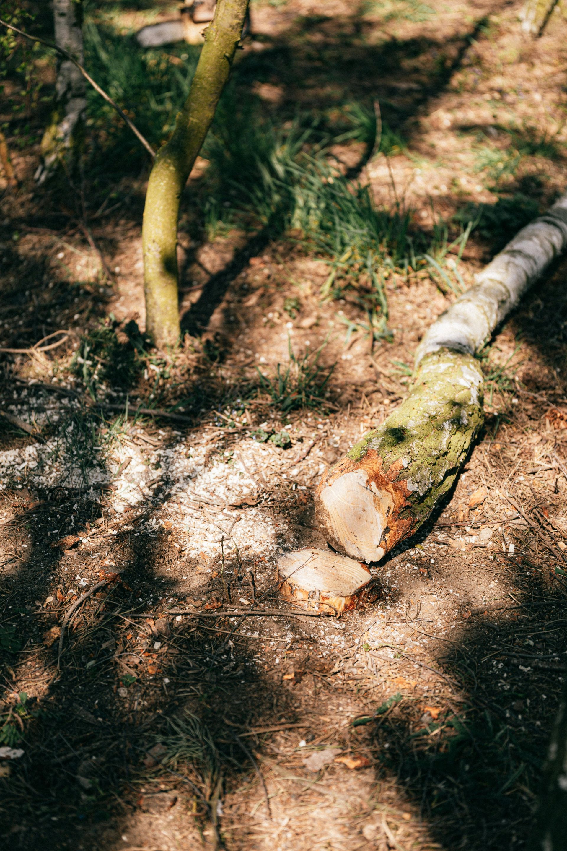 Cut tree pieces on the ground after tree removal service in San Diego