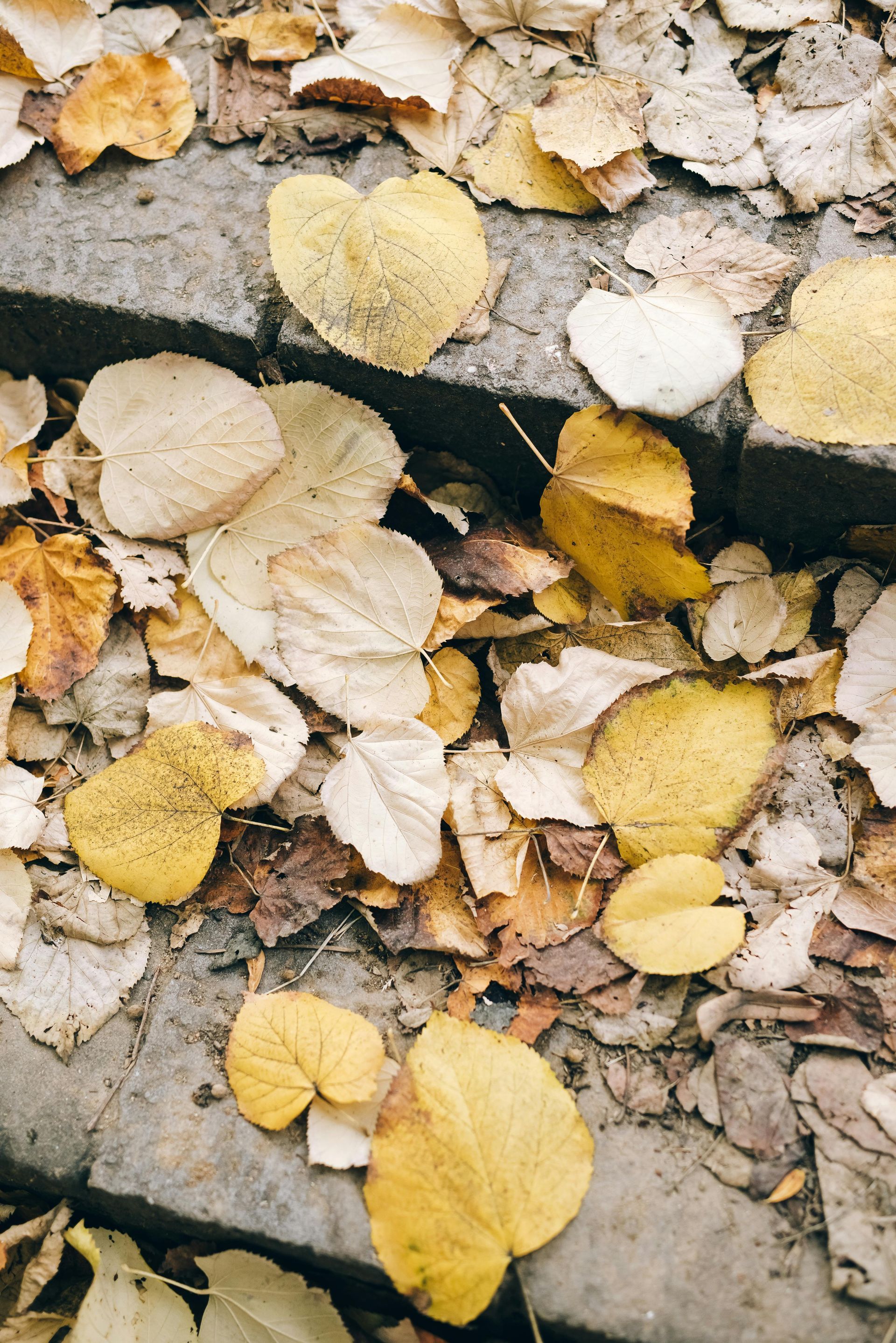 Fall leaves covering a paver patio during seasonal yard cleanup in San Diego