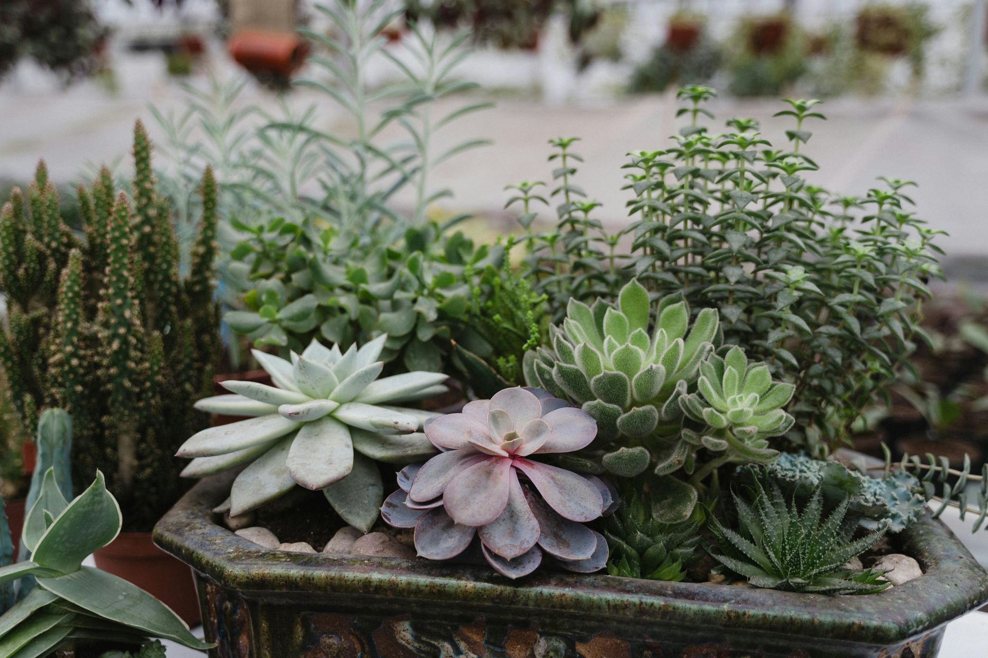 Drought-tolerant succulents in San Diego landscape design for a water-efficient backyard
