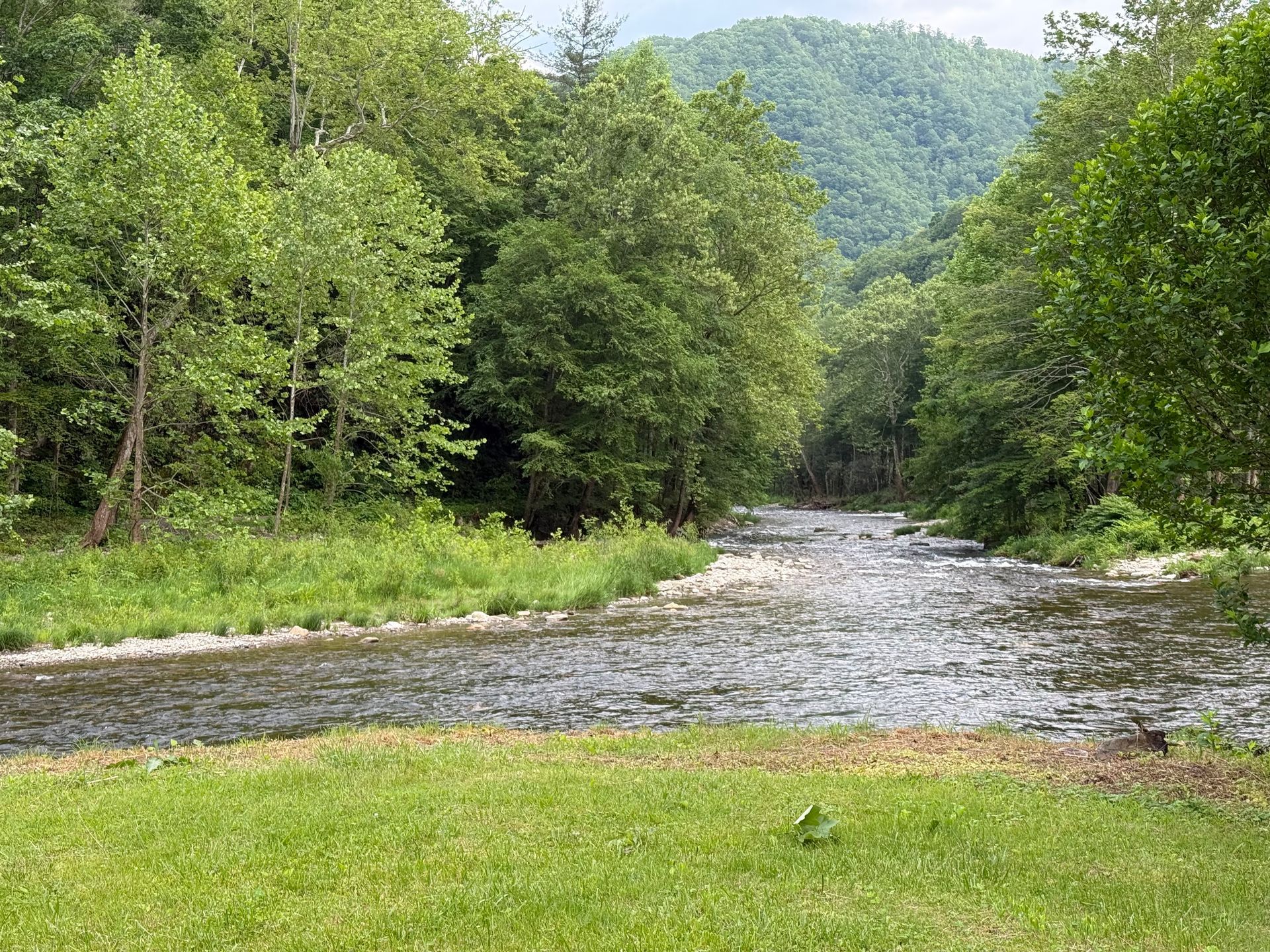 A river flows through a lush green forest, with trees lining the banks and a mountain in the background.