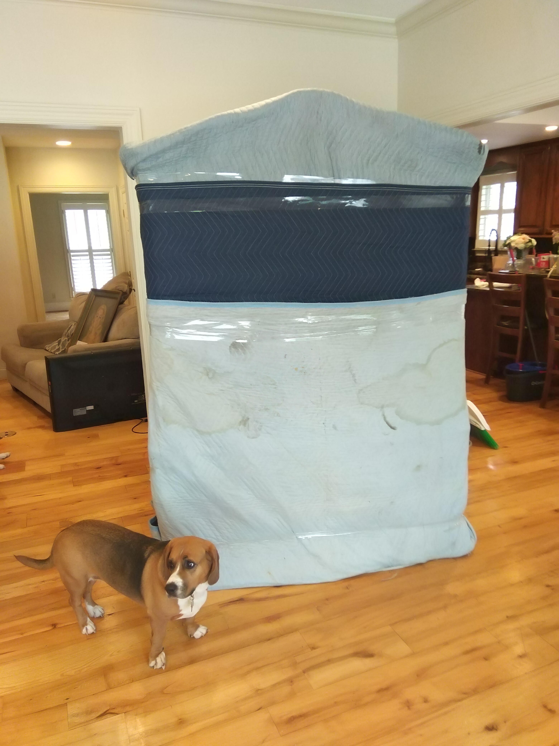 A dog is standing next to a large bag in a living room.